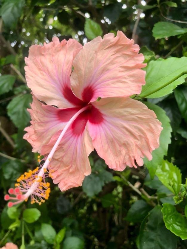 Villa Florentine - Saint Francois - Guadeloupe 外观 照片